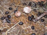 Disciseda cervina image