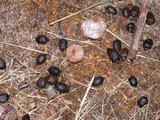 Disciseda cervina image