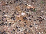 Disciseda cervina image