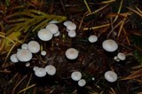Strobilurus trullisatus image