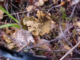Peltigera neopolydactyla image