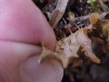 Peltigera neopolydactyla image