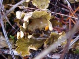 Peltigera neopolydactyla image