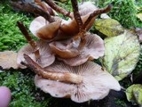 Kuehneromyces mutabilis image