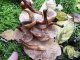 Kuehneromyces mutabilis image