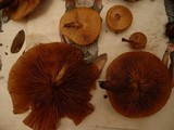 Kuehneromyces mutabilis image