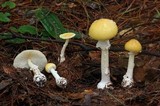 Amanita xylinivolva image