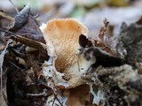 Merulius tremellosus image