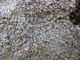 Diploschistes scruposus image
