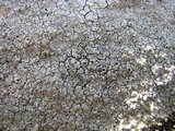 Diploschistes scruposus image