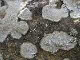 Diploschistes scruposus image