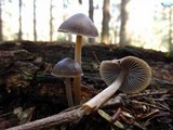 Mycena griseoviridis image