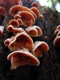 Merulius tremellosus image