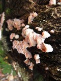 Merulius tremellosus image