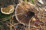 Onnia tomentosa image