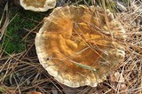 Onnia tomentosa image