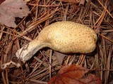 Rhopalogaster transversarium image