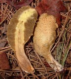 Rhopalogaster transversarium image