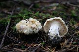 Cantharellus subalbidus image