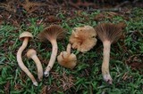 Chroogomphus tomentosus image