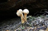 Chroogomphus tomentosus image