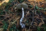 Chlorophyllum olivieri image