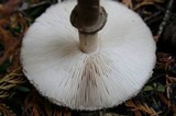 Chlorophyllum olivieri image