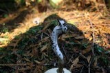 Chlorophyllum olivieri image