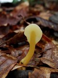 Spathularia flavida image