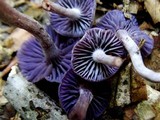 Laccaria amethystina image