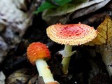 Amanita rubrovolvata image
