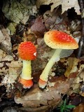 Amanita rubrovolvata image