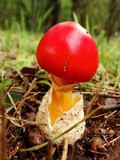Amanita caesareoides image
