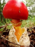Amanita caesareoides image