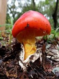 Amanita caesareoides image