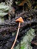 Entoloma quadratum image