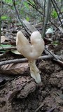 Helvella elastica image