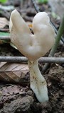 Helvella elastica image