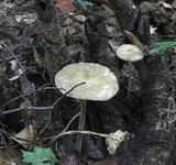 Hymenopellis furfuracea image