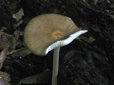 Hymenopellis furfuracea image