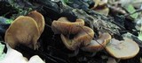 Agrocybe firma image