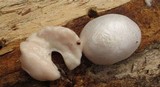 Reticularia lycoperdon image