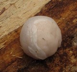 Reticularia lycoperdon image