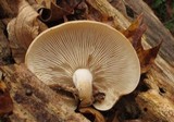 Hypsizygus marmoreus image