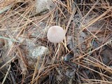 Mycena capillaripes image