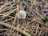 Mycena capillaripes image