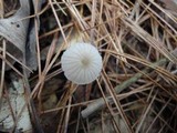 Mycena capillaripes image