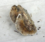 Bjerkandera adusta image