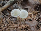 Mycena griseoviridis image