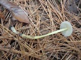 Mycena griseoviridis image
